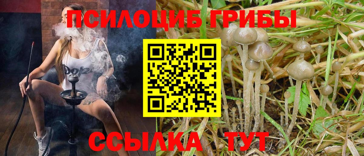 Назрань  Галлюциногенные грибы Cubensis  Вход с VPN 